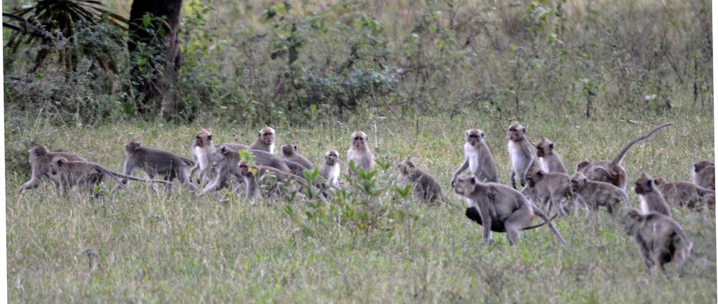 ホテル グリヤ スリウェダリ ウブド エクステリア 写真